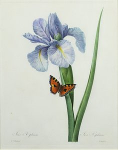 Iris xiphium ، منقوش بواسطة Langlois ، من "Choix des Plus Belles Fleurs" ، 1827